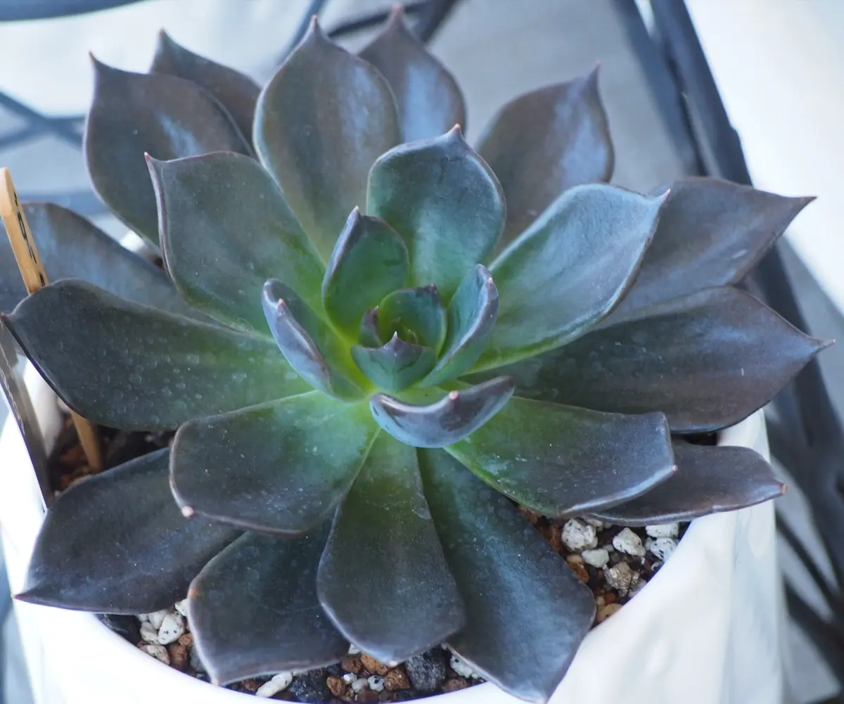 ダークムーン。黒と緑の色合いがサイコー。「多肉植物」のアルバム 