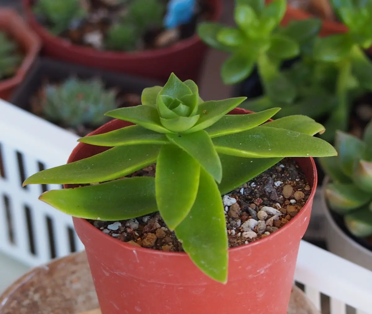 火祭り。まだ緑、これから紅くなってい「多肉植物」のアルバム