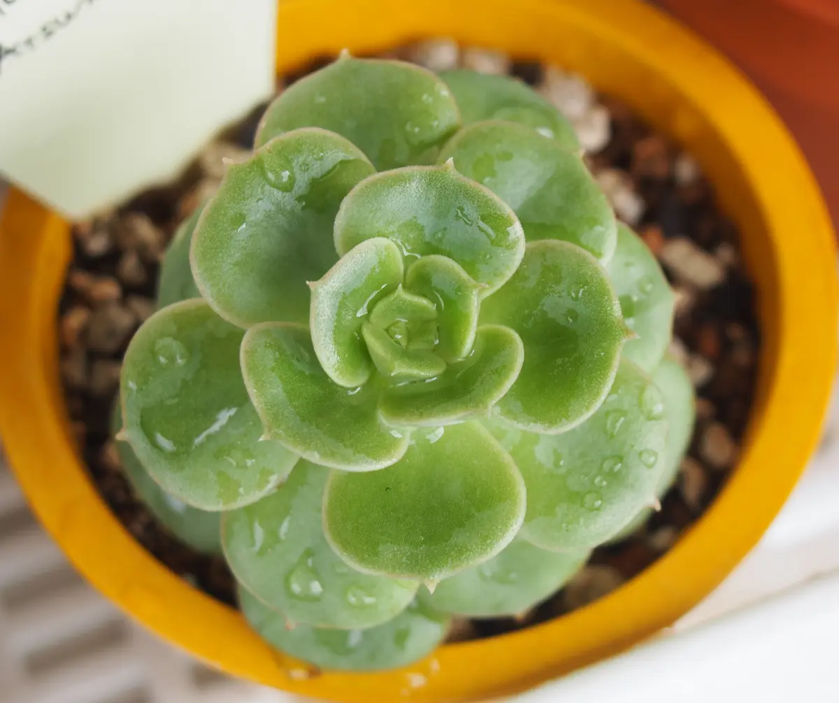 緑牡丹。葉の広がりがかわいい。「多肉植物」のアルバム-みんなの趣味