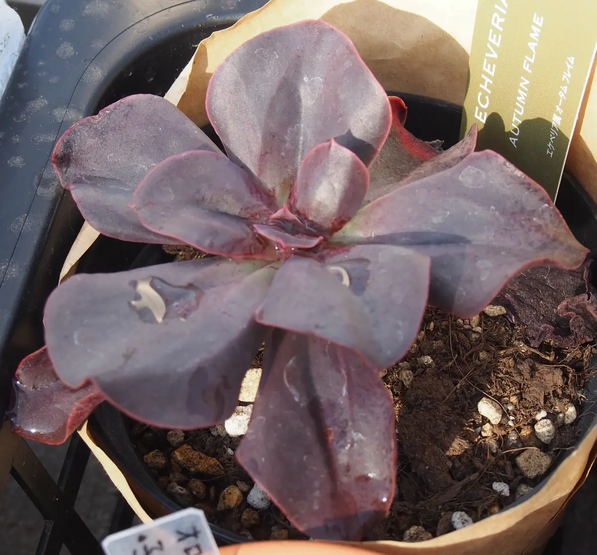 オータムフレイム。少しいたんじゃって...「多肉植物」のアルバム 