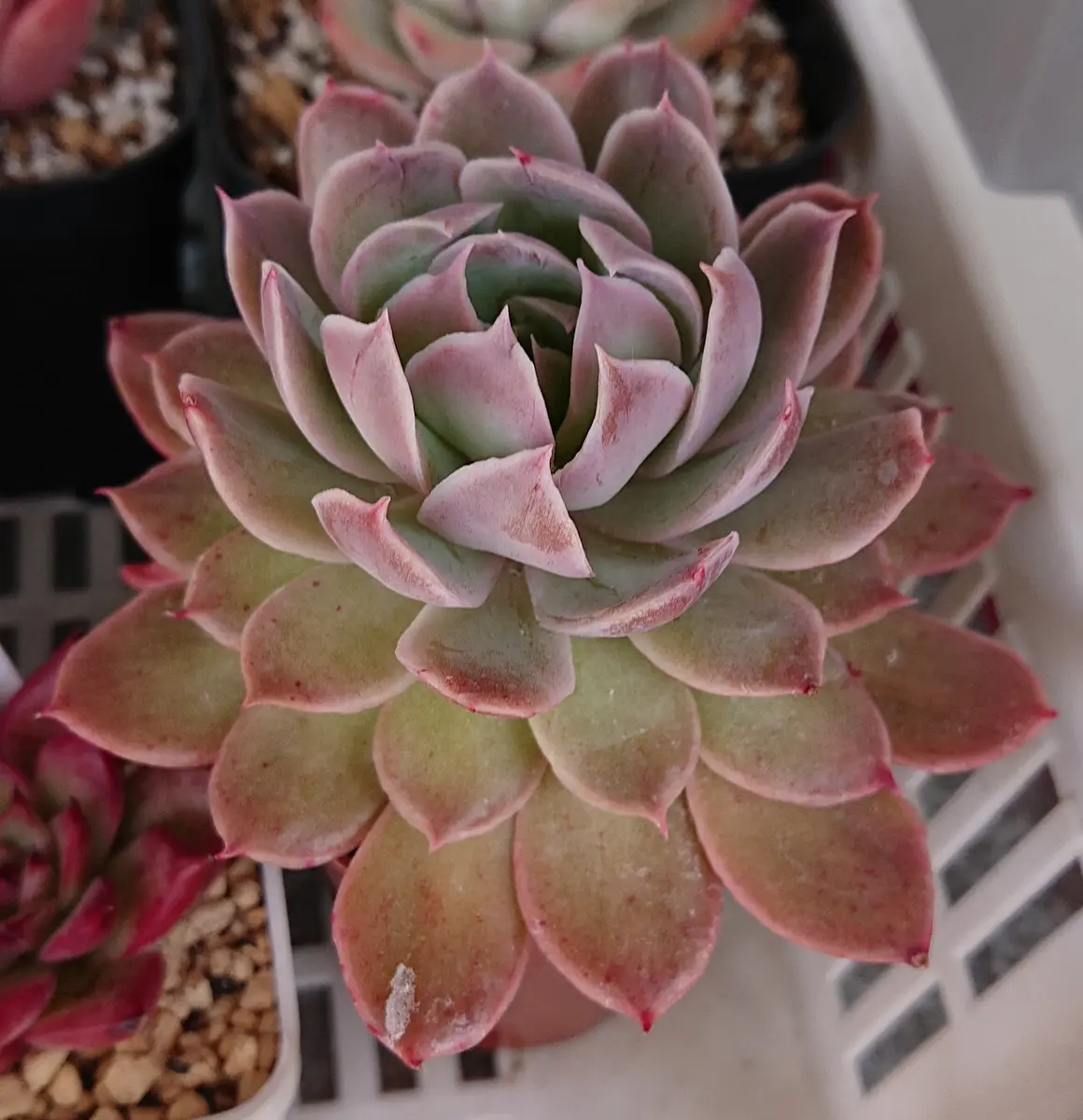 風の花。おらいさん苗のミックスベリア「多肉植物」の