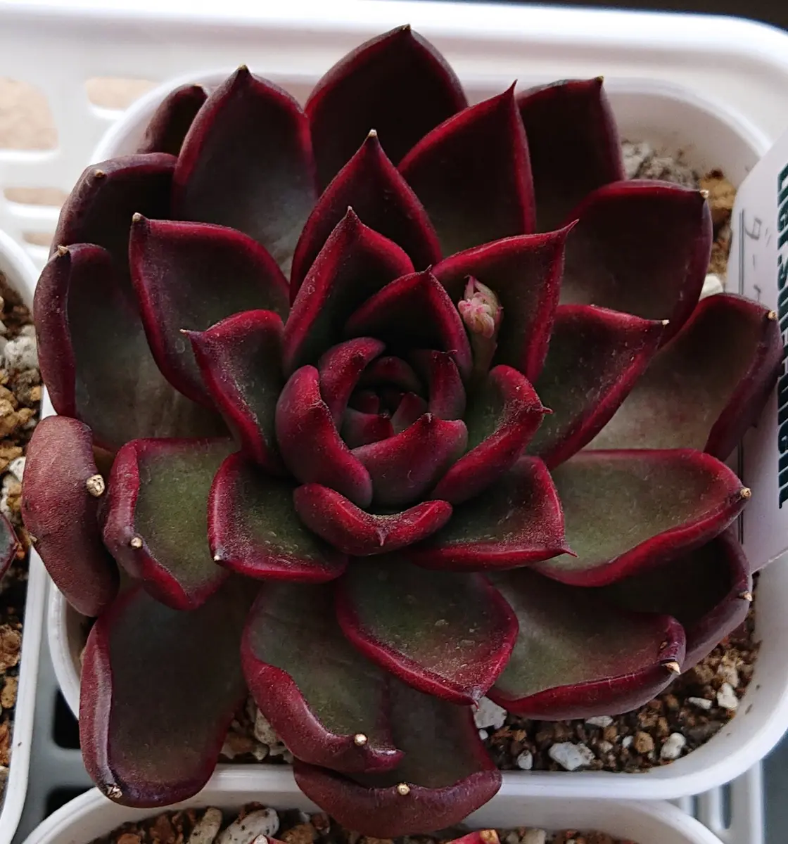 ダークルブラ。濃い赤と深い緑のコント「多肉植物」のアルバム