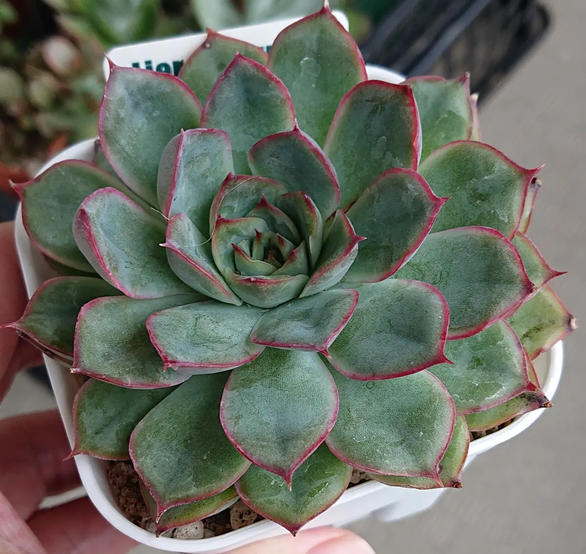 オリオン。ロゼットに赤い縁取りが綺麗「多肉植物」のアルバム-みんなの趣味の園芸1994958