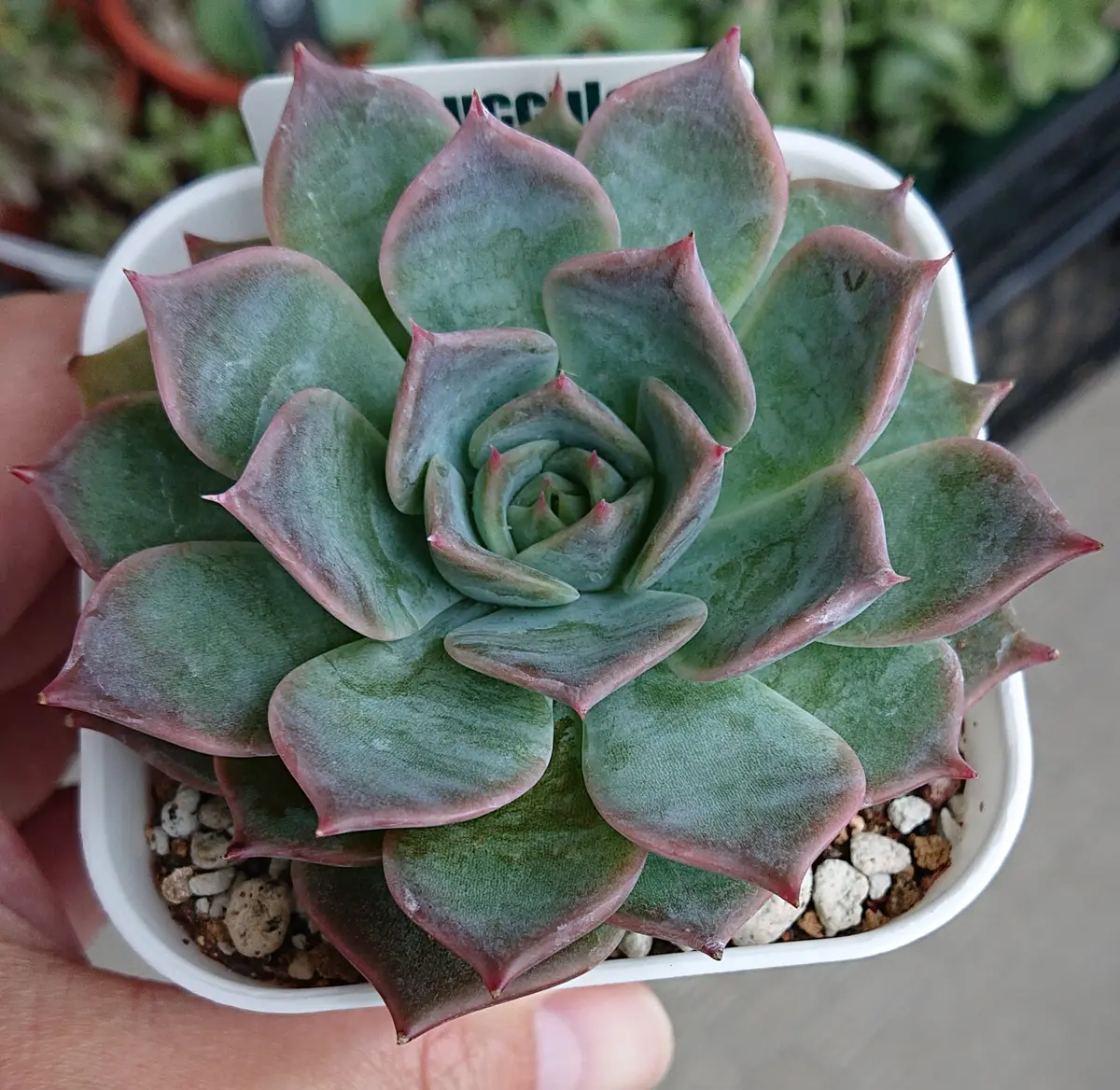 スティルハート。リエールさんの多肉。「多肉植物」のアルバム