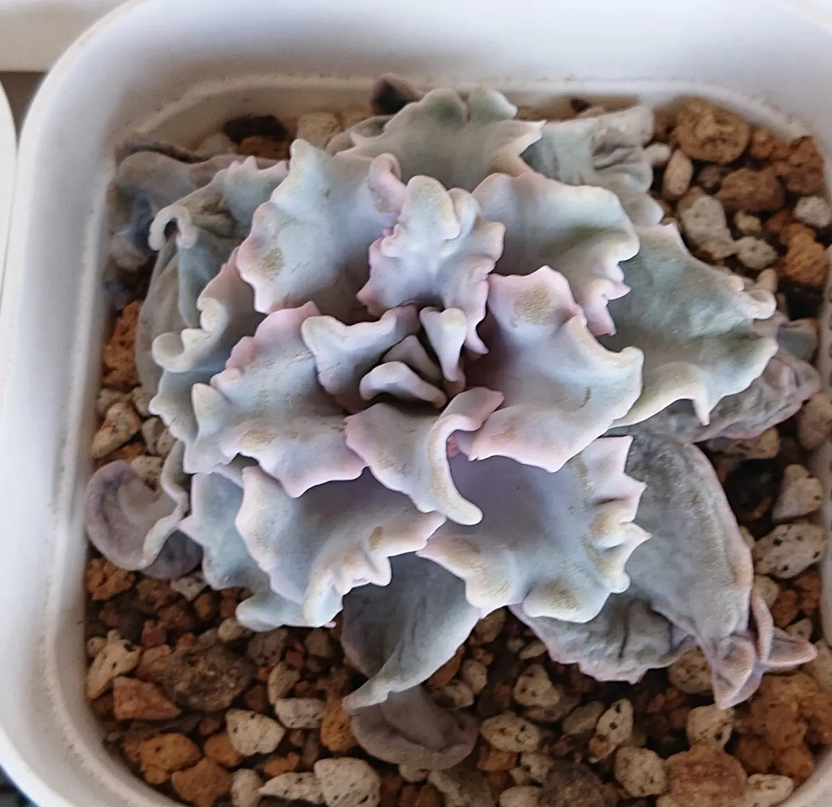 クリスペートビューティー。うねうねの「多肉植物」のアルバム