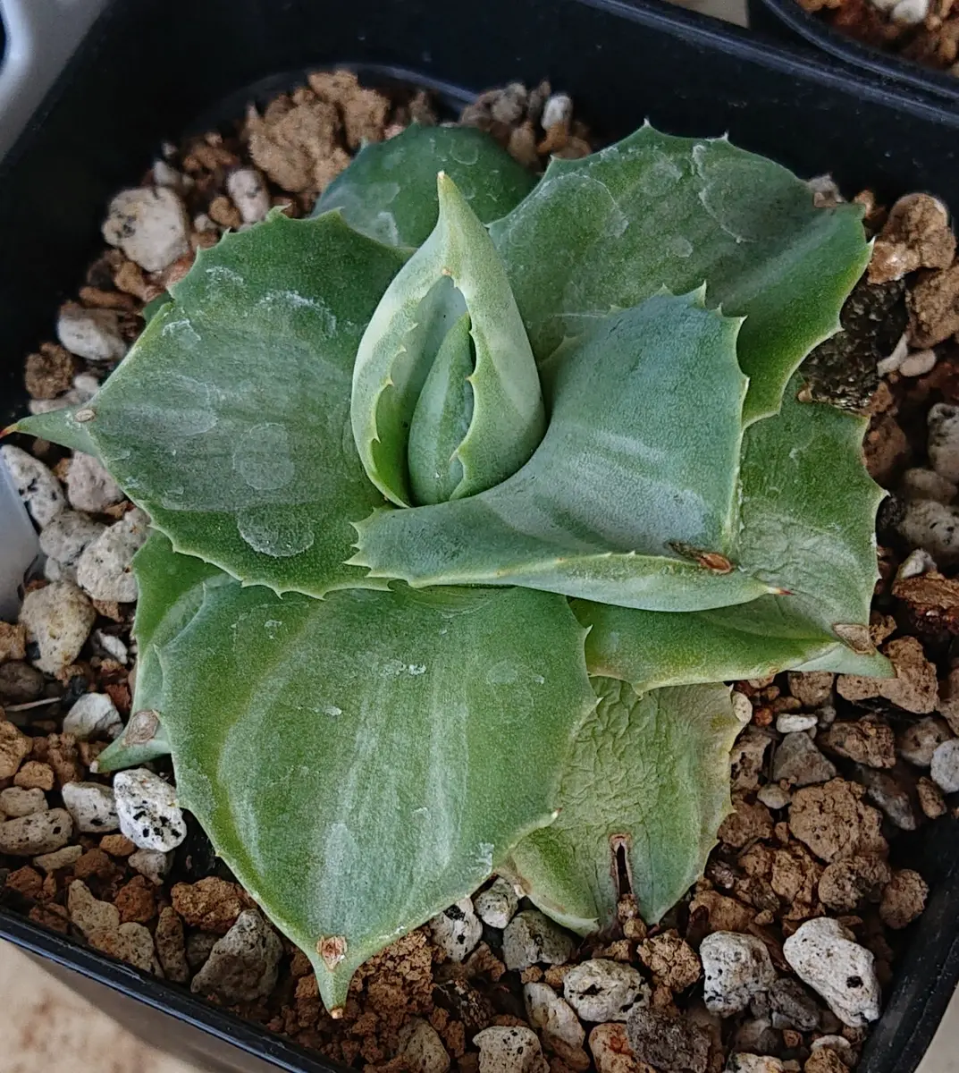 王妃雷神錦。凄く綺麗なアガベ。名前も「多肉植物」のアルバム