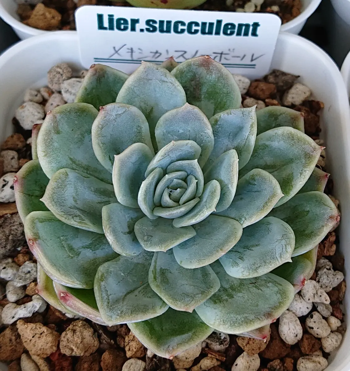 公式の店舗 メキシカンスノーボール。リエールさん「多肉植物」の エケベリア・セダム