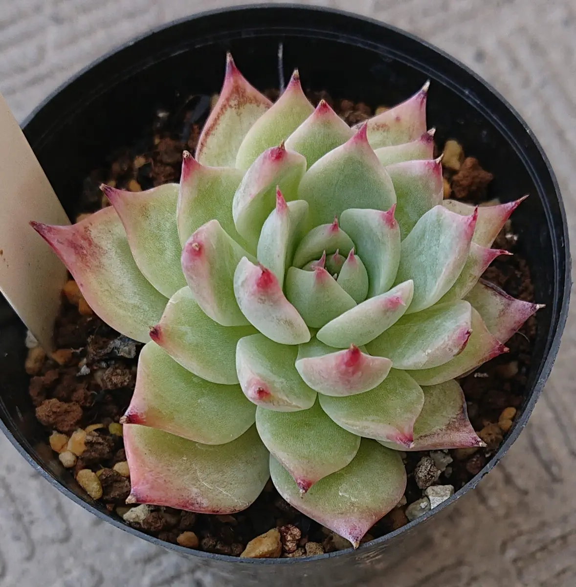 水蜜桃。葉先の赤ととんがり具合がいい「多肉植物」のアルバム