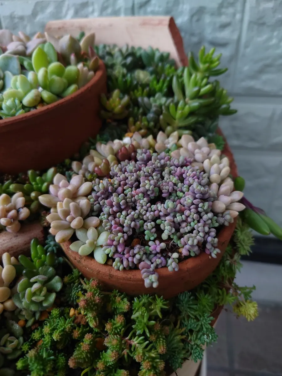 H*o様 パープルヘイズ×マジョール 多肉植物抜き苗うに 多肉植物 セダム ☆パープルヘイズ☆ 抜き苗 - メルカリ