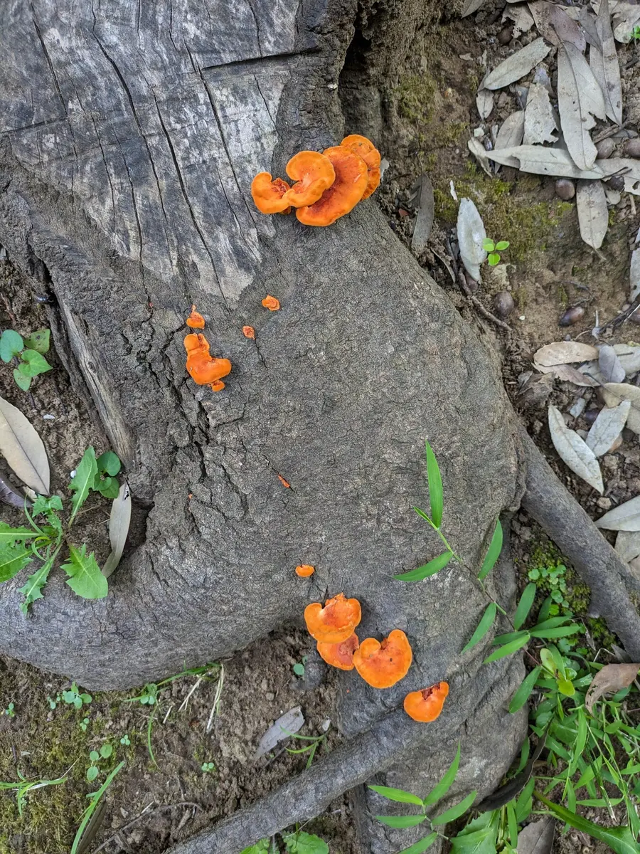 オレンジ色のきのこ、公園で会いました「散歩の道すがら No.4と山