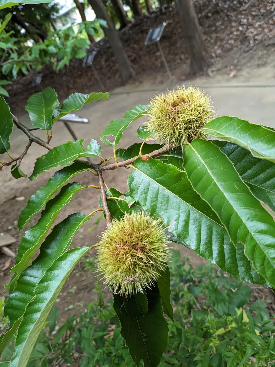 ロイヤルウースター ポプリポット by キティ・ブレイク ロイヤル