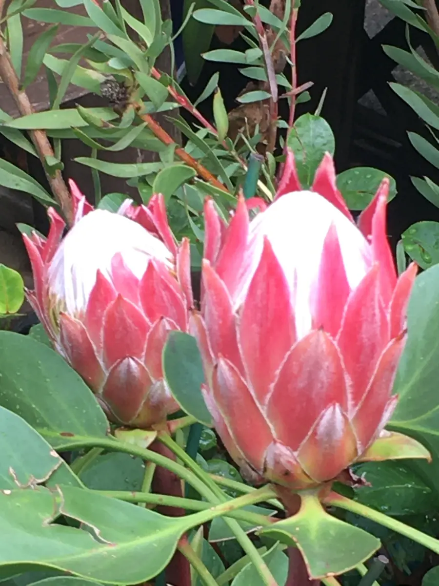 ドライフラワー❇️プロテア シャロン❣️ プロテア シャロンのドライ