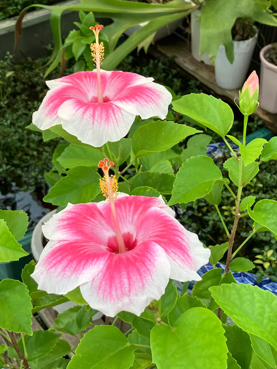 ハイビスカス ストロベリーアイス今「我が家で咲いてる花」の
