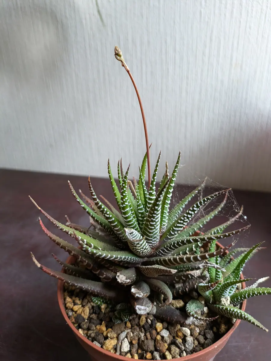 12の巻き・ハオルチア☘️大きめの群生 (約33cm) 雪のような斑点が綺麗✨✨ 12の巻き・ハオルチア☘️大きめの群生 (約33cm) 雪のような斑点