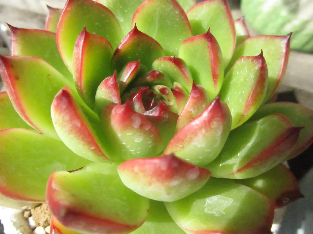 【鉢ごと宅急便】 ムーンストーン錦　胴切しっかり活着、元気いっぱい♪︎　多肉植物 鉢ごと宅急便】 ムーンストーン錦 胴切しっかり活着、元気いっぱい