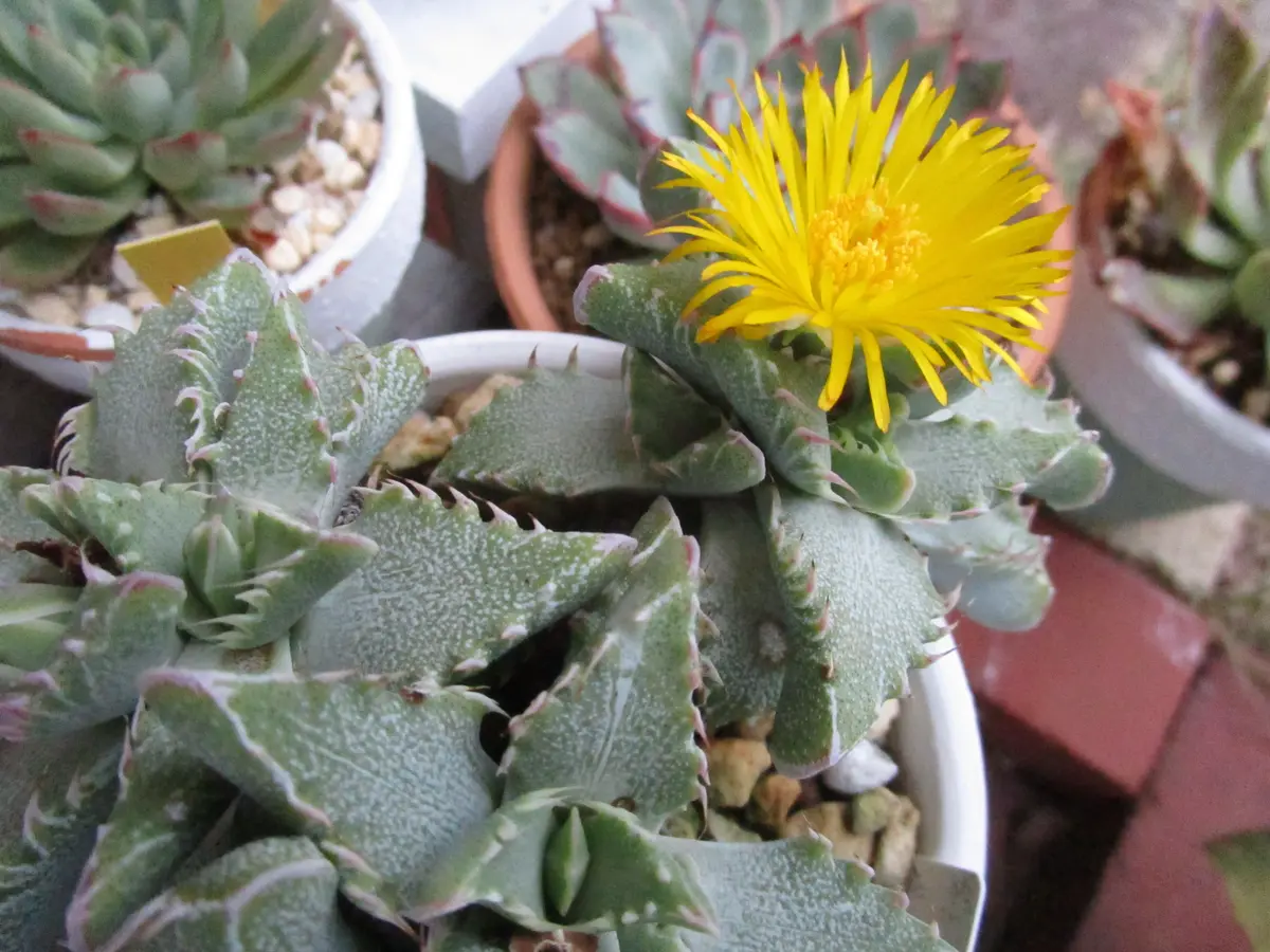 開花株】多肉植物 花サボテン 河岸 【公式通販】