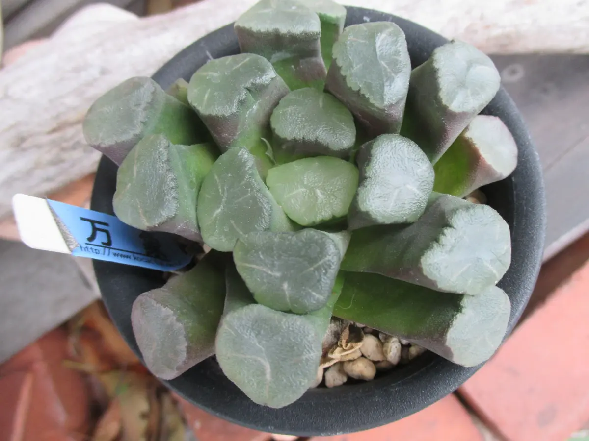 ハオルチア・万象無紋系のがっしりし「サボテン・多肉植物」の ハオルチア・万象無紋系のがっしりし「サボテン・多肉植物」の