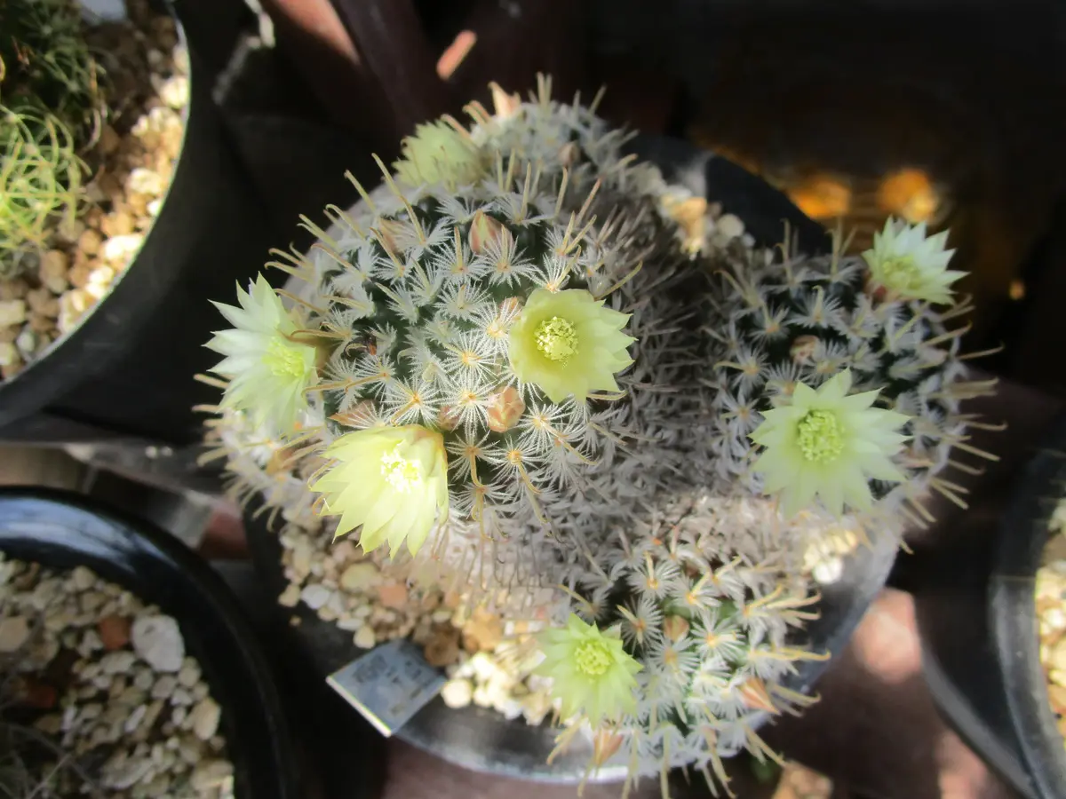 マミラリア・デュエイ今年は花付きが「サボテン・多肉植物」の