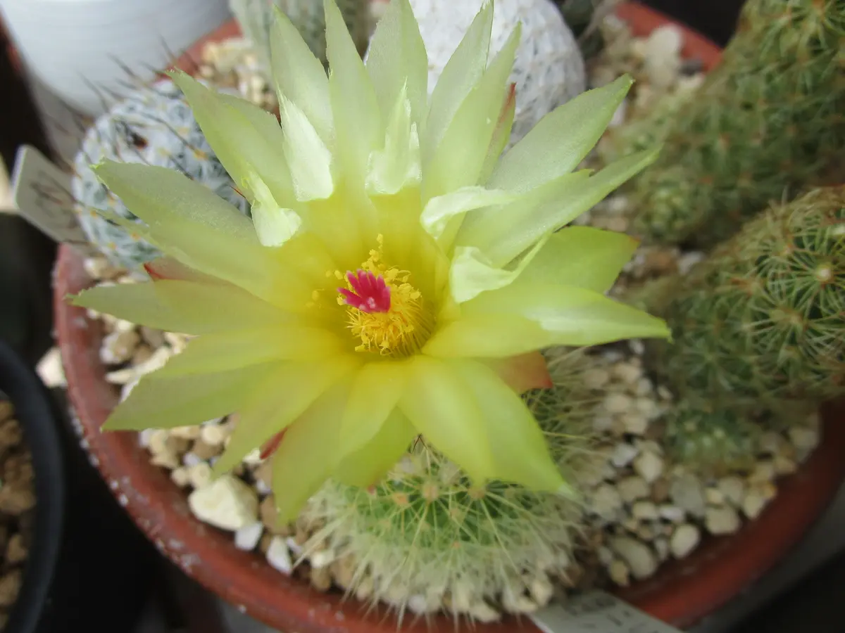 多肉植物 デンマークカクタス のいちご&イエローダイヤモンド 根付き