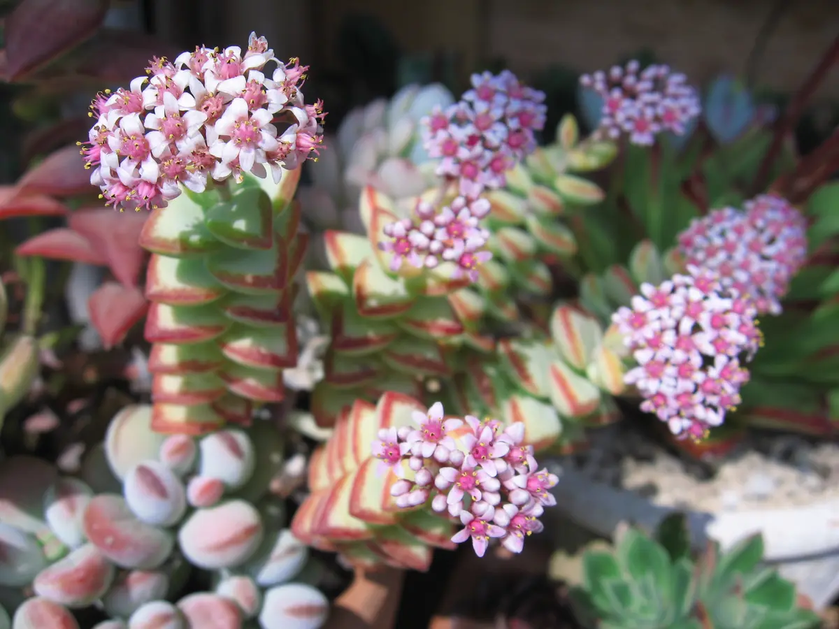 コ*イ様 クラッスラ　ルペストリス錦　多肉植物　大きめ　大量　育苗コンテナのすべ Amazon｜多肉植物 sbクラッスラ ルペストリス錦 多肉植物