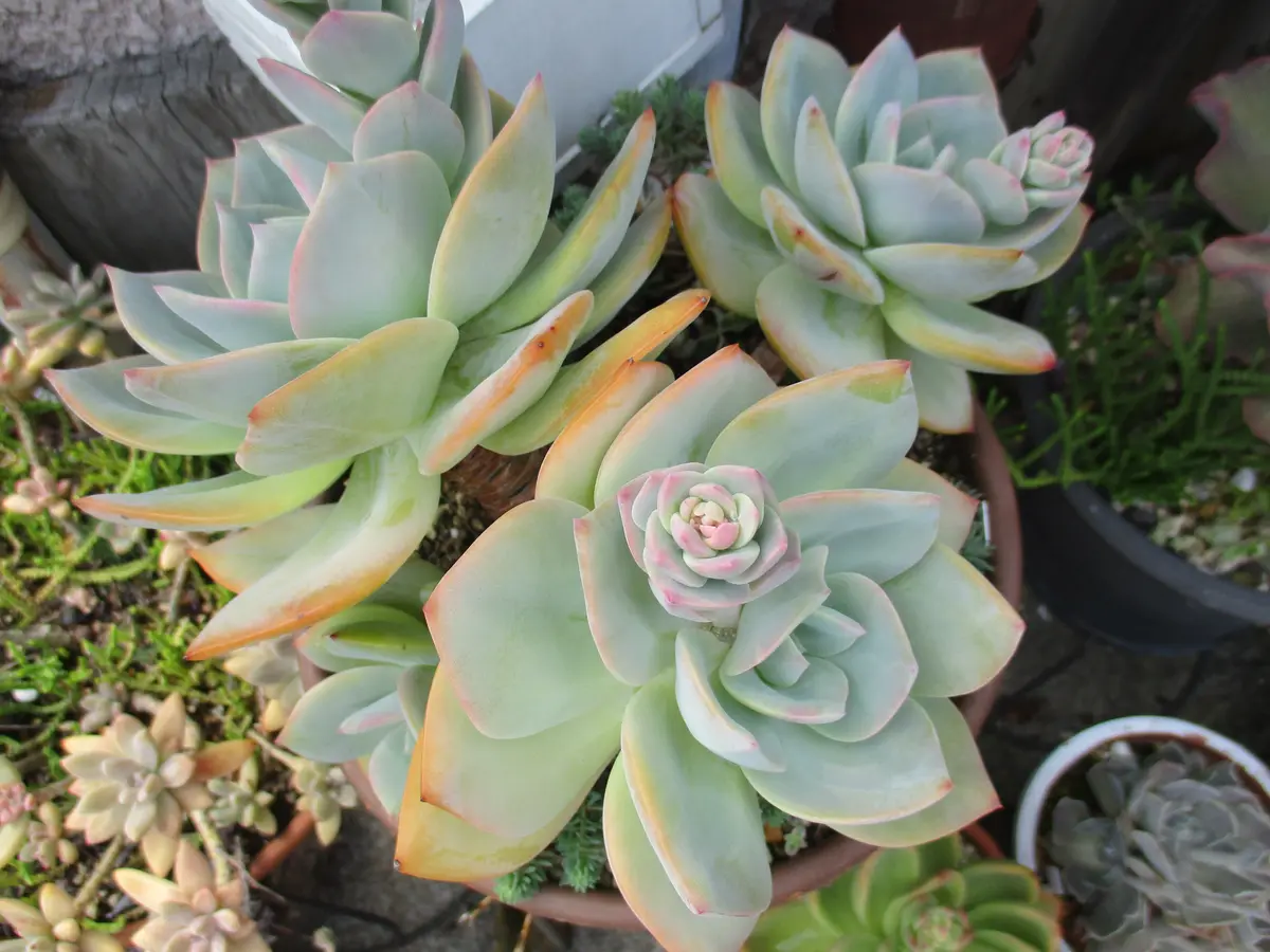 エケベリア・白鳳現在4頭の群生株に「サボテン・多肉植物