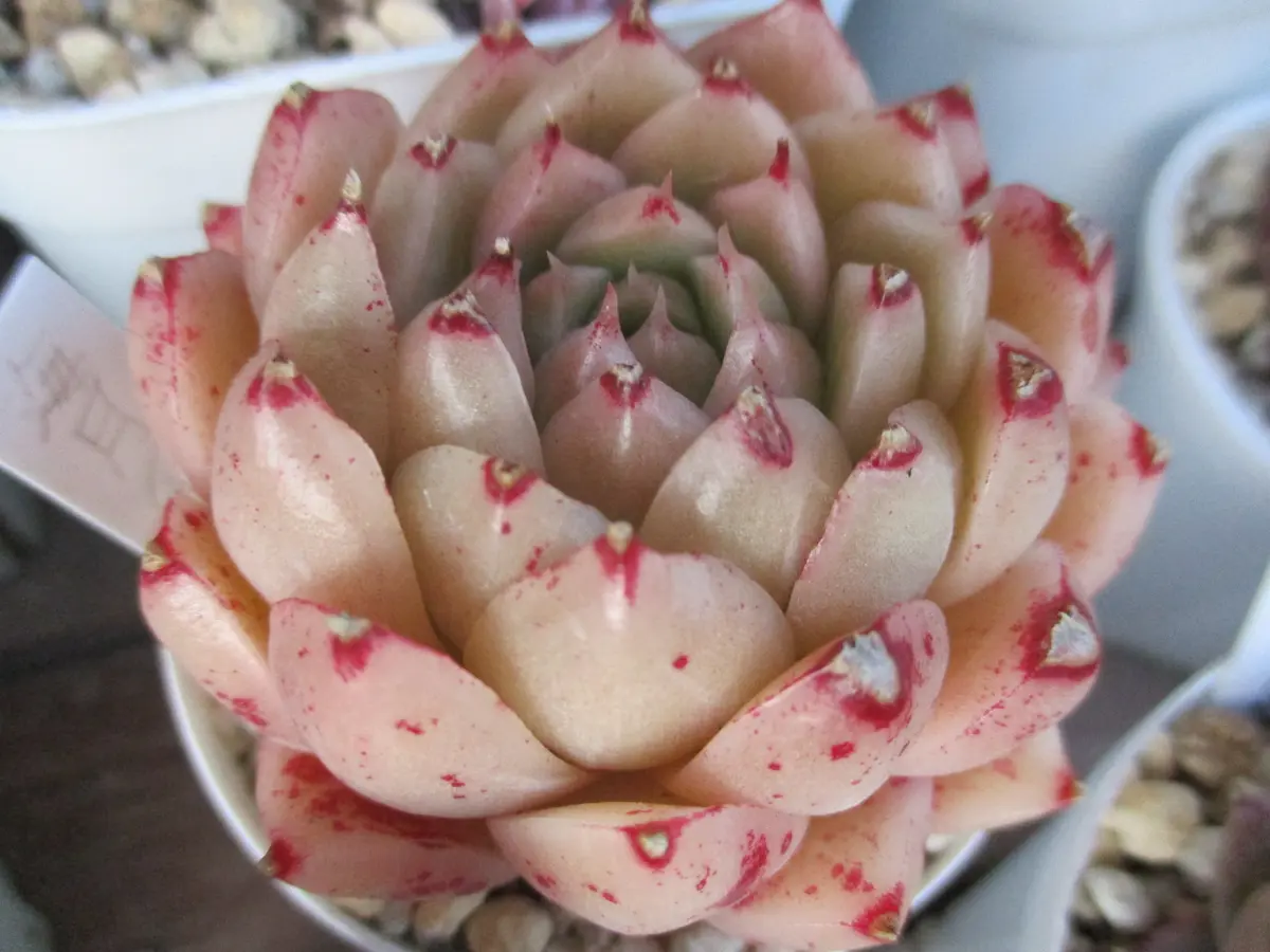 い*ご様 CK1059 オーロラ 72苗 多肉植物 土と根付き エケベリア 韓国