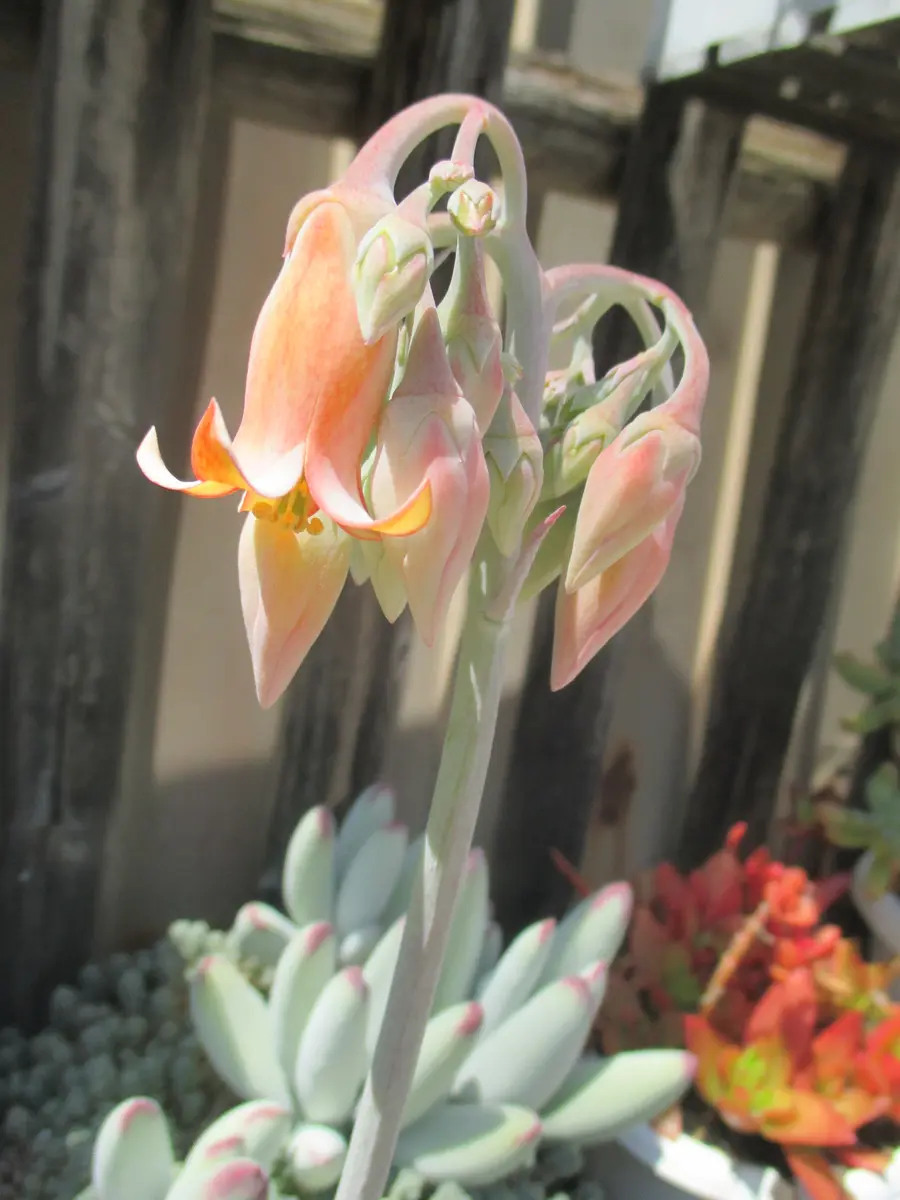 コチレドン・折鶴今年は花穂は一つで「サボテン・多肉植物」の