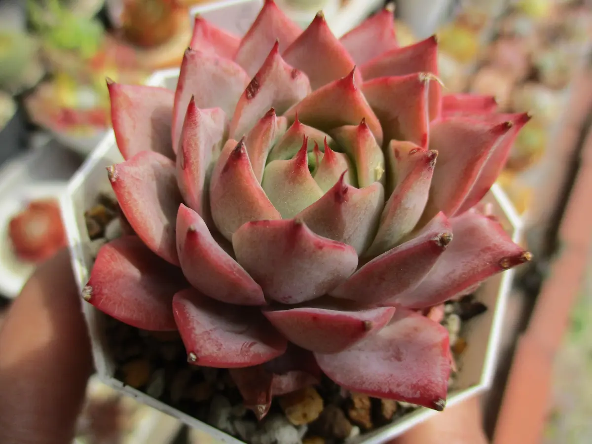 エケベリア・リンゼアナ発根管理中の苗「サボテン・多肉植物」の