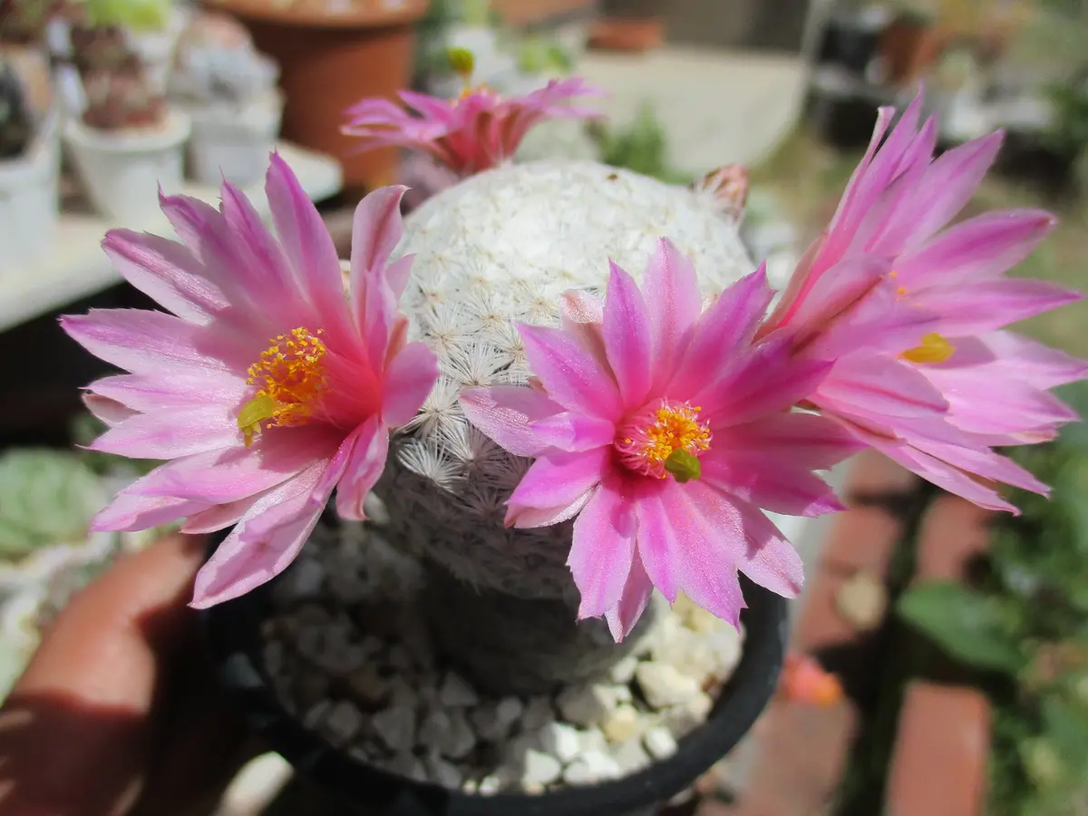 マミラリア・白鳥この花が咲くと春にな「サボテン・多肉植物」の