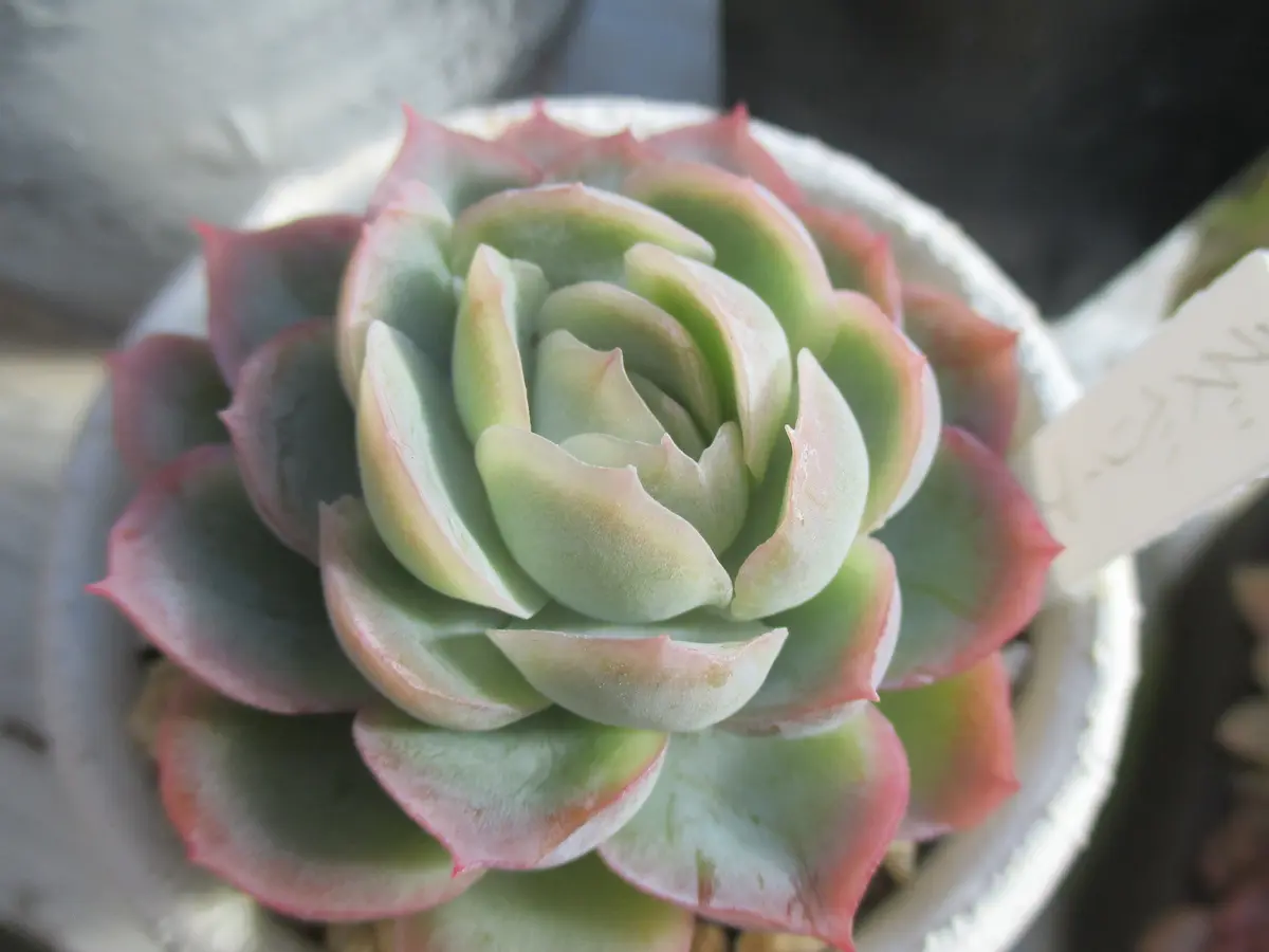 アーオーァライ　多肉植物　エケベリア　抜き苗　二頭1苗 AH1220大ベリー20苗多肉植物 エケベリア サボテン 観葉植物 カット苗