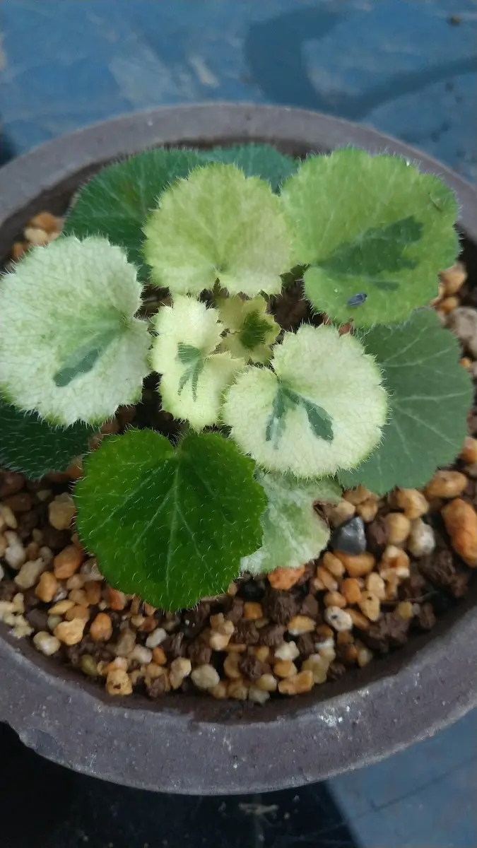 ユキノシタの七変化と呼ばれる斑入りの「ユキノシタ科の山野草」の
