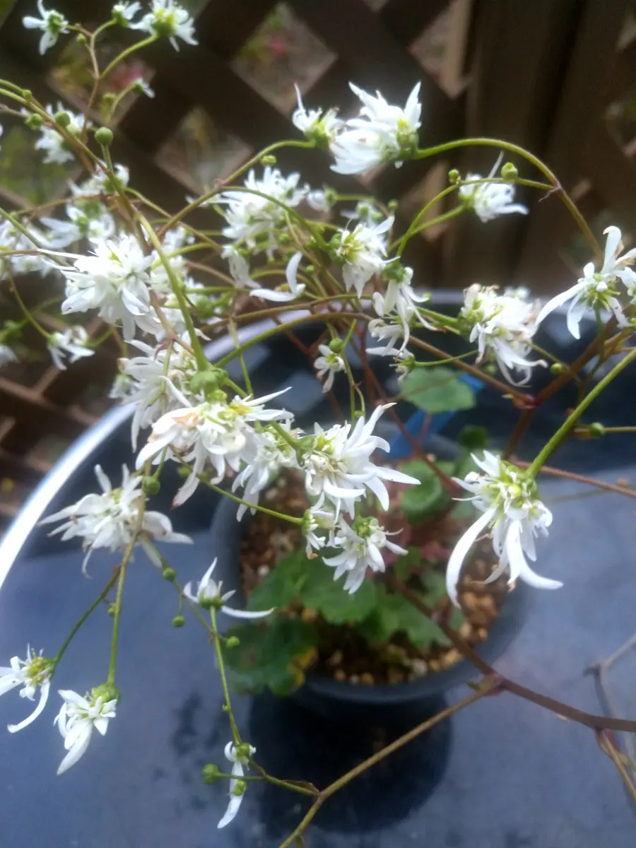 たくさんの多弁咲きの花を咲かせたダイ...「ユキノシタ科の山野草」の 