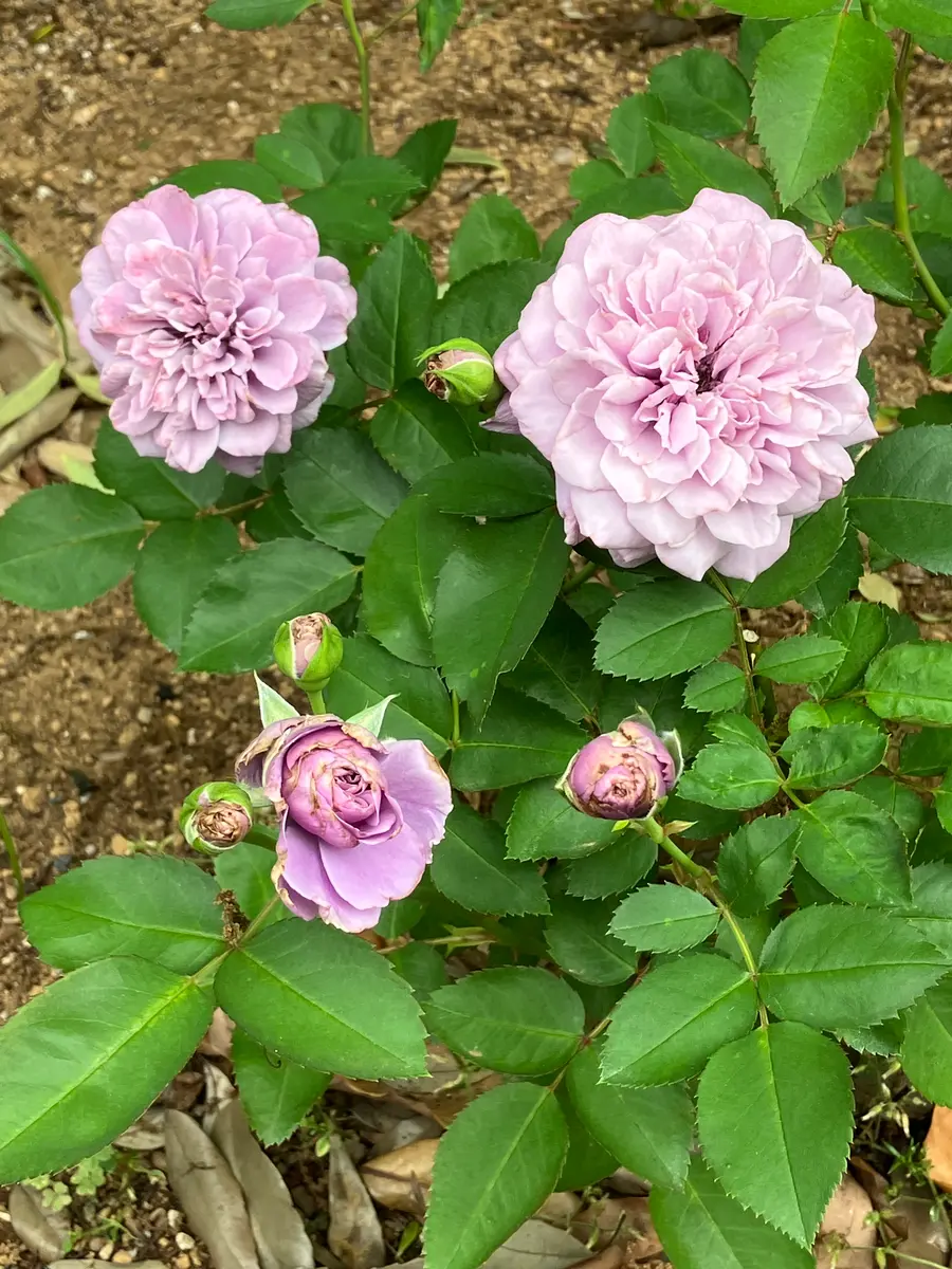谷津バラ園玉藻 たまもサジ弁ボールお出かけ先の花など｜アルバム