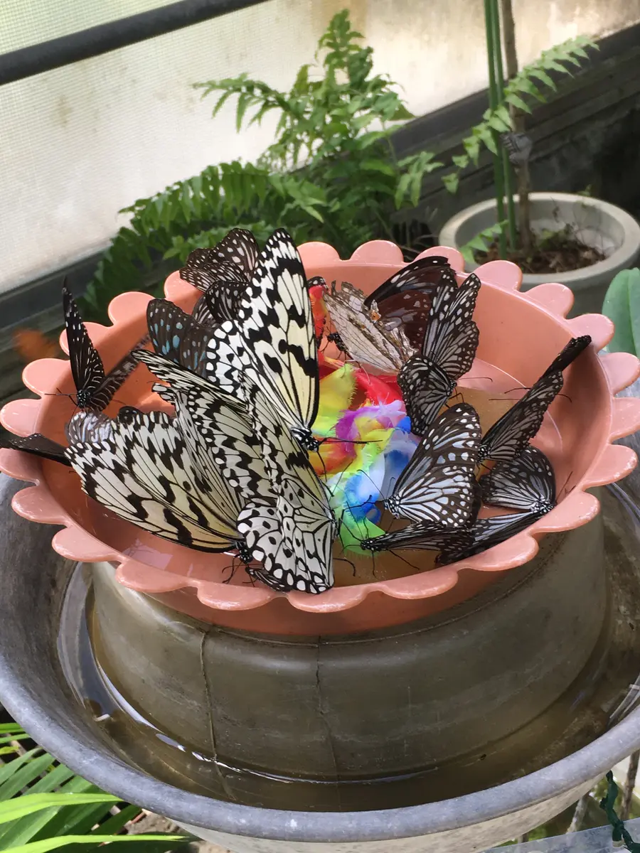7月2日足立区生物園吸蜜皿に集まる蝶「お出かけ先の花など」の
