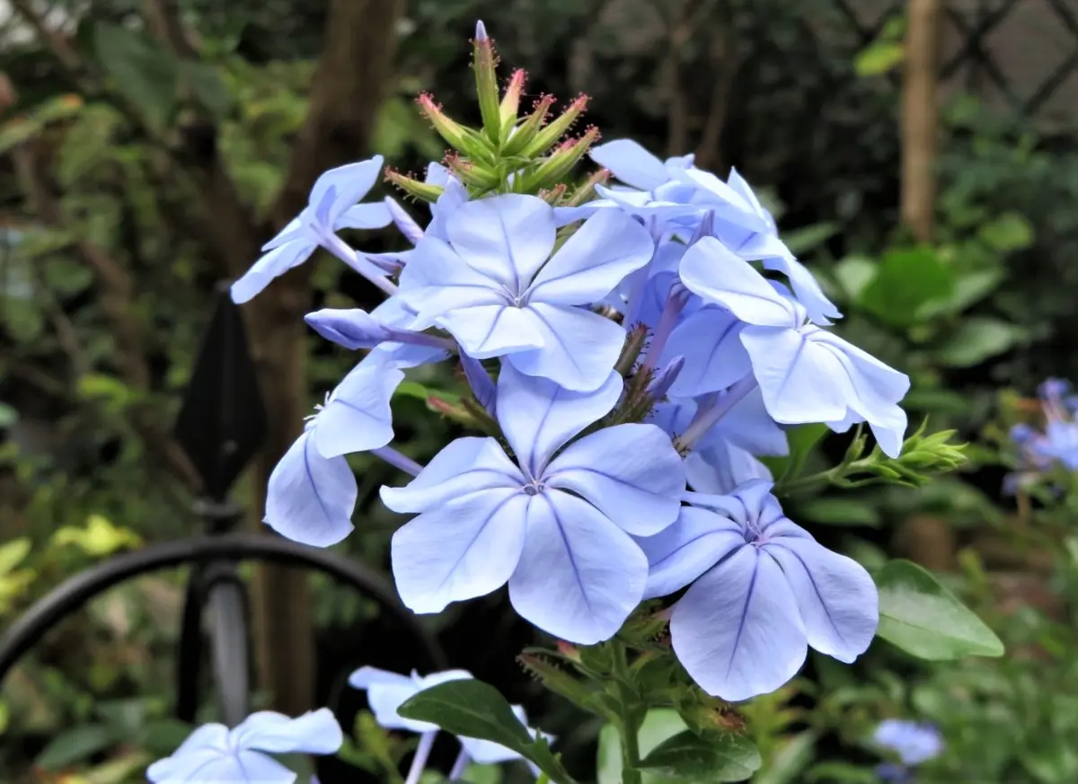 ルリマツリ（プルンバゴ）の写真-みんなの趣味の園芸1525192