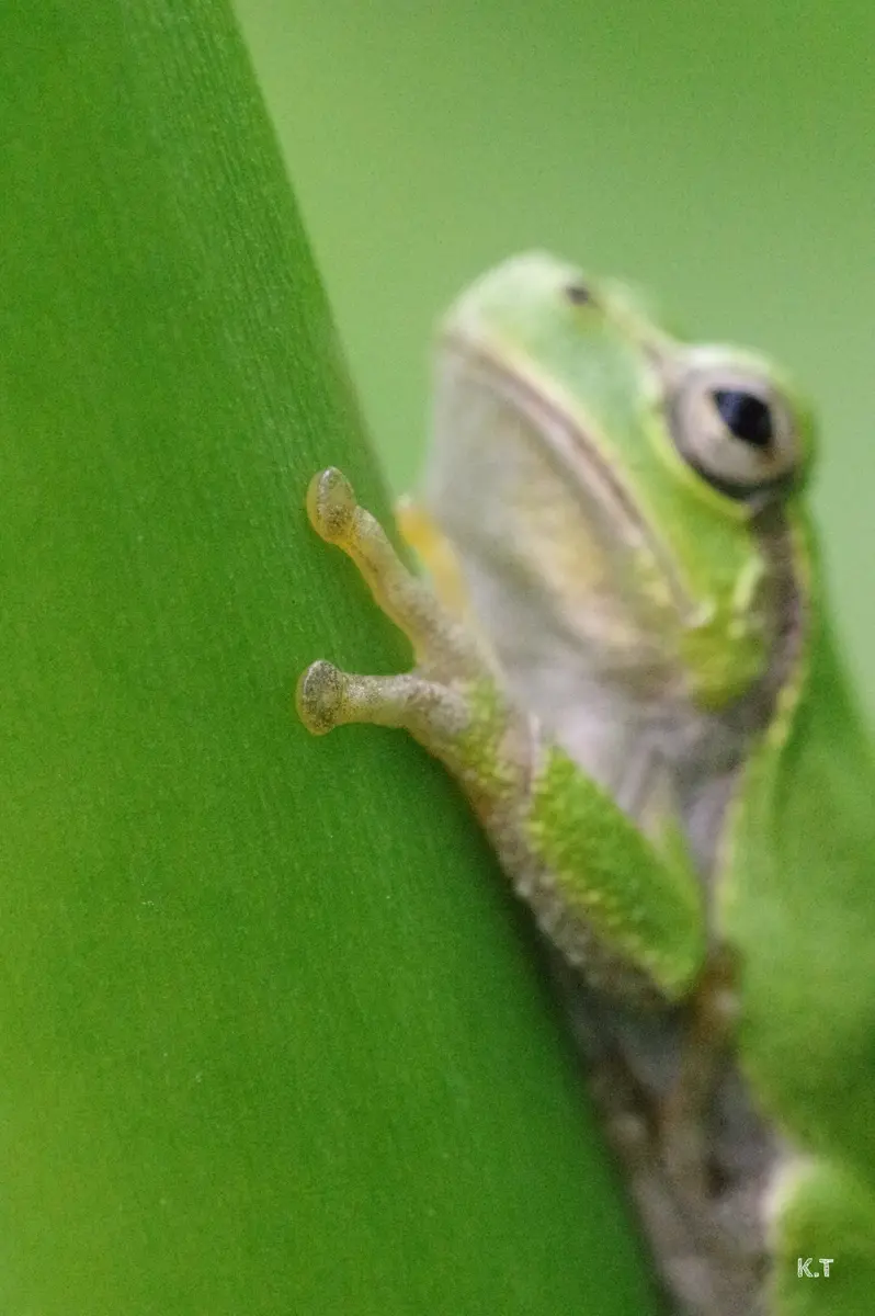 ニホンアマガエルと蛙の手セット