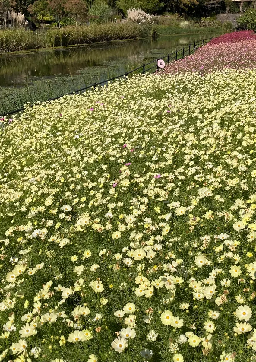 河畔のコスモスクリーム色「浜名湖ガーデンパーク2021秋」のアルバム