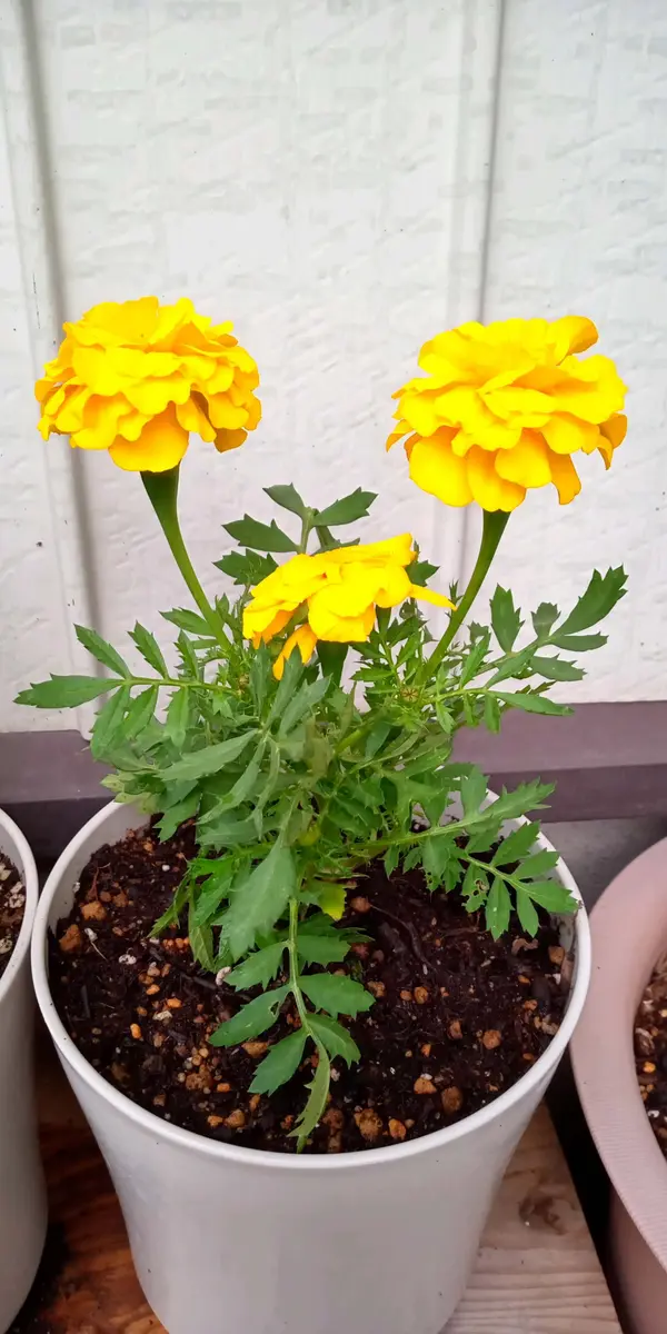 マリーゴールドです「玄関前の鉢植え」のアルバム-みんなの趣味の園芸