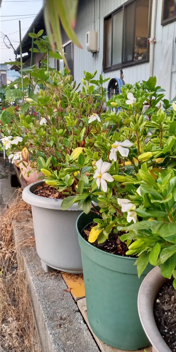 クチナシの花が咲き始めました。「玄関前の鉢植え」のアルバム