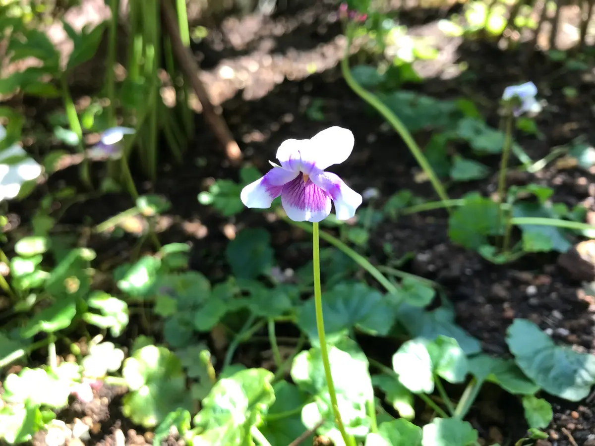 こんな花が咲きました – 蘭友会