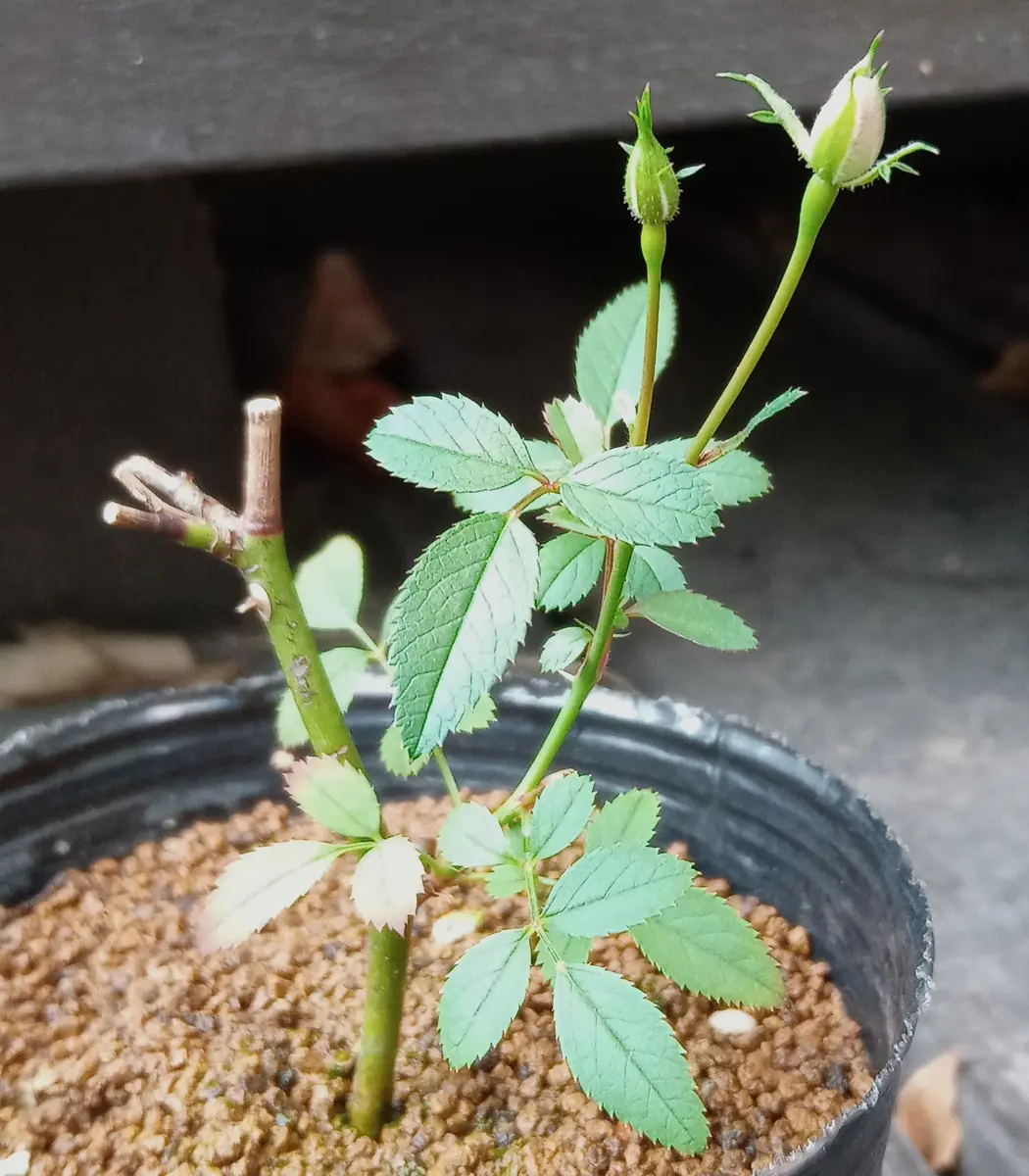 人生初 バラの挿し木苗蕾が2つになり「2021年11月の花」のアルバム