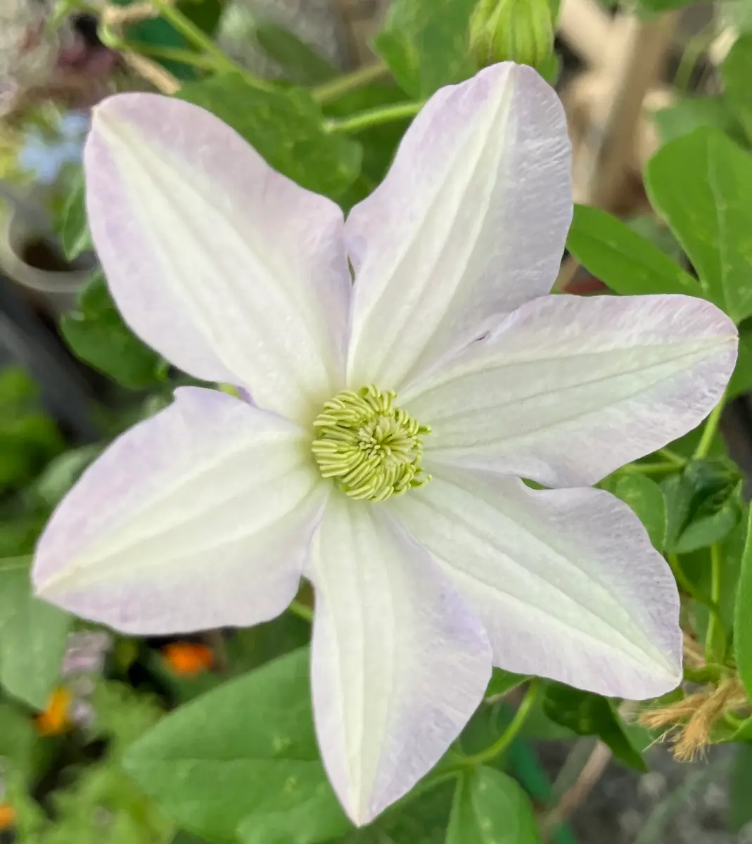 クレマチス フルディーン「見ーつけた！」のアルバム-みんなの趣味の