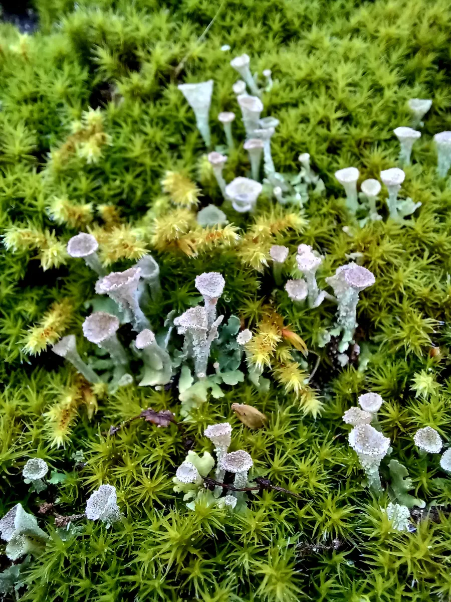 ヒメジョウゴゴケ⑥ 地衣類のヒメジョウゴゴケかな「苔の世界」のアルバム-みんなの趣味の