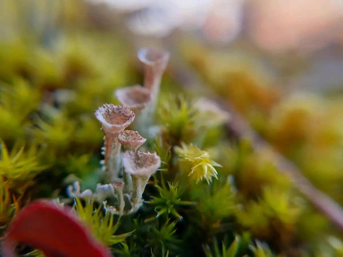 苔の世界 ④地衣類ヒメジョウゴゴケです「苔の世界」のアルバム