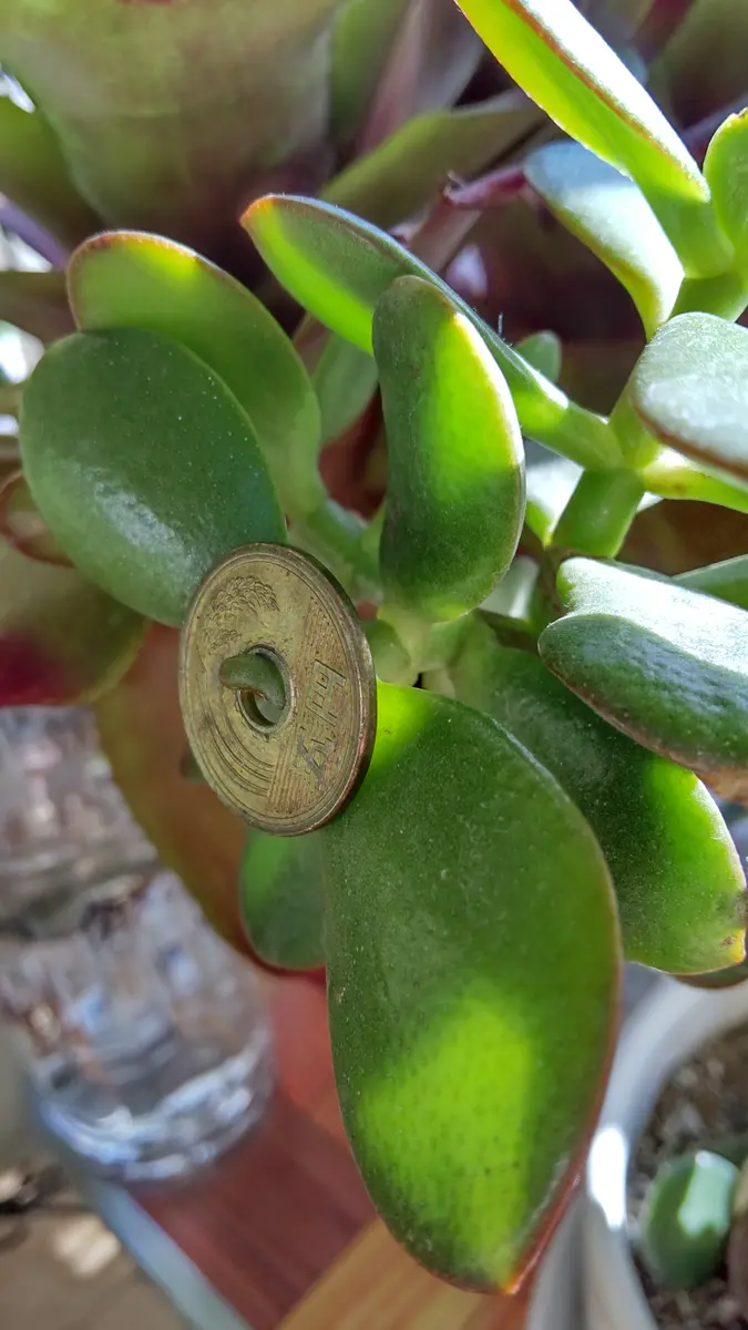 金のなる木です。💴💰💳5円玉の穴を金「我が家の植物」のアルバム