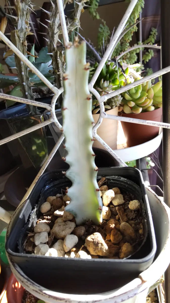 ユーフォルビア・ホワイトゴースト「我が家の植物」のアルバム 