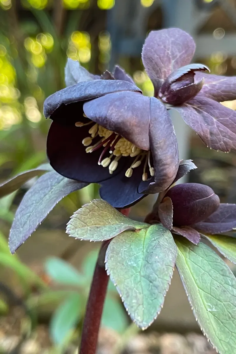 の*ん様 カップ咲グロッシーカラー☆×キラメキ⭐︎フルグロス