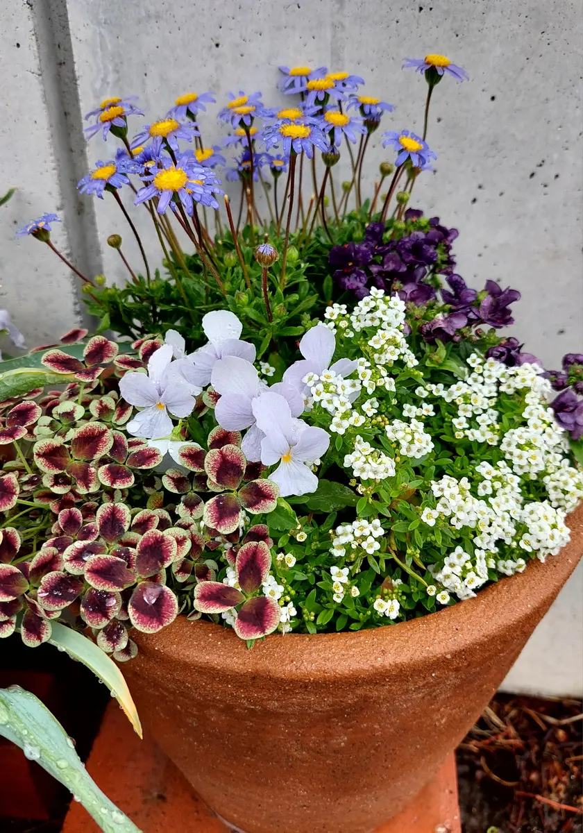 壁掛けにも❤️☆寄せ植え☆このまま飾れます☆モリモリちまちま☆多肉