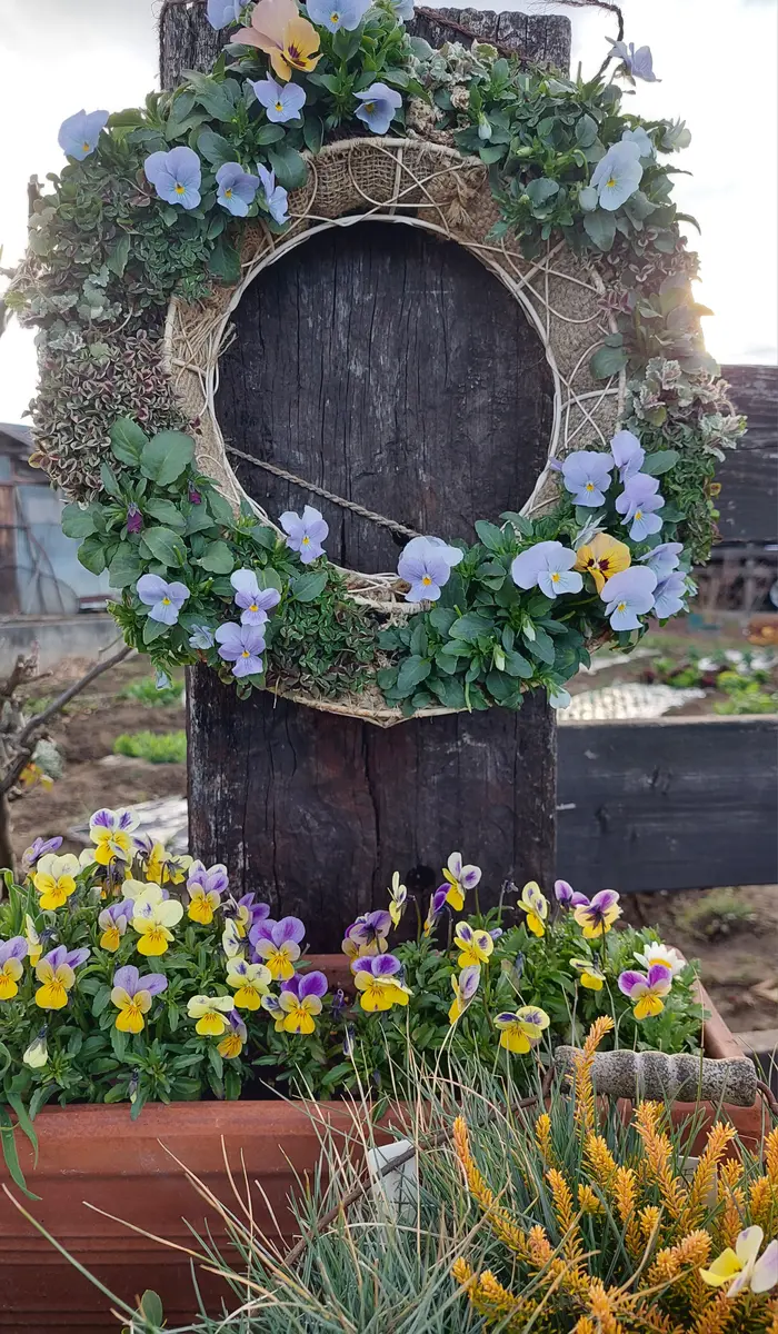 ビオラの寄せ植え🍀リースやプランタ「寄せ植え🌿🌼」の
