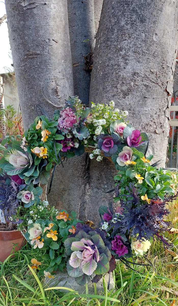 先日植え込んだビオラと葉牡丹のリース「寄せ植え🌿🌼」のアルバム